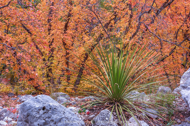 2016110911, Sotol and maples