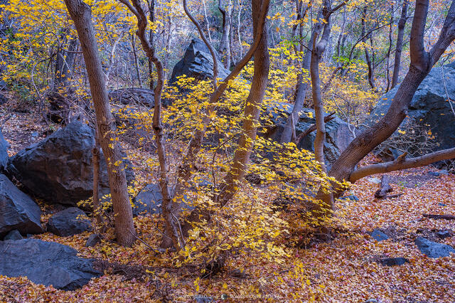 2016121201, Bigtooth maples growing among boulders