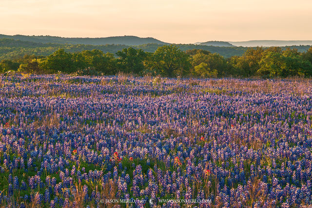 2017033003, Texas paintbrushes in a field of Texas bluebonnets