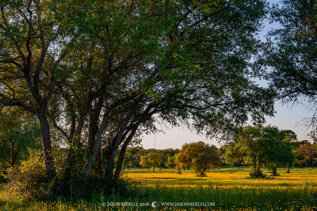 2018033003, Field of crown tickseed and live oaks