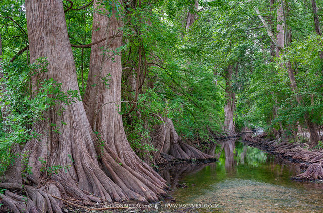 2018060902, Cypress trees on Cibolo Creek