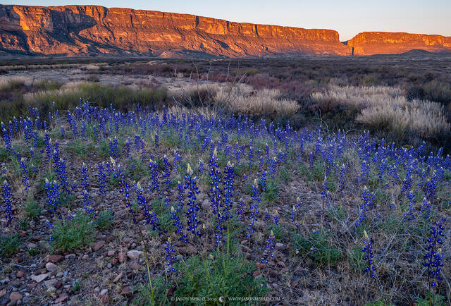 2019022401, Bluebonnets and Santa Elena Canyon