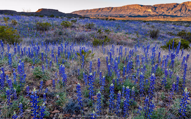 2019022402, Bluebonnets and the Sierra Ponce at sunrise