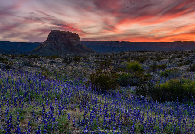 2019022403, Bluebonnets and Cerro Castellan at sunset