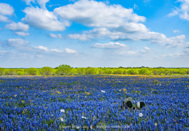 2019032403, Sandyland bluebonnets and mesquite