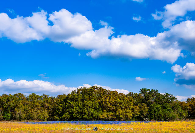 2019032404, Groundsel, sandyland bluebonnets, and oaks