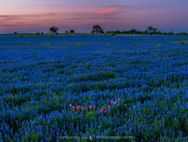 2019032601, Texas paintbrush and bluebonnets at dusk