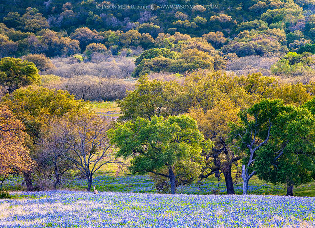 2019040101, Deer in Texas bluebonnets