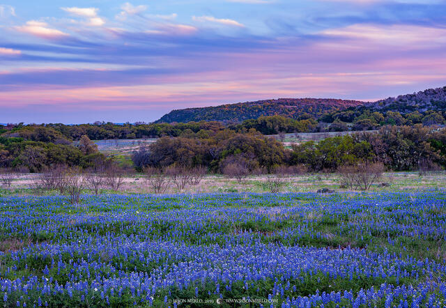 2019040103, Bluebonnets at dusk