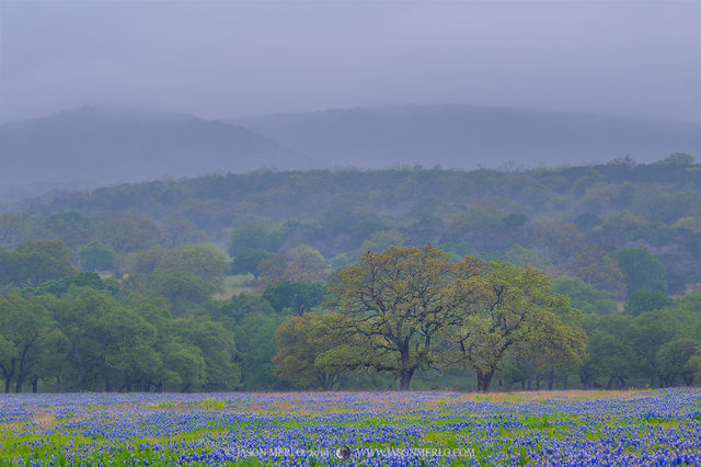 2019040601, Oaks and Texas bluebonnets in rain and fog