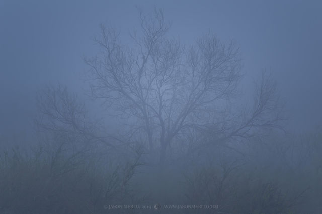 2019040704, Mesquite in fog