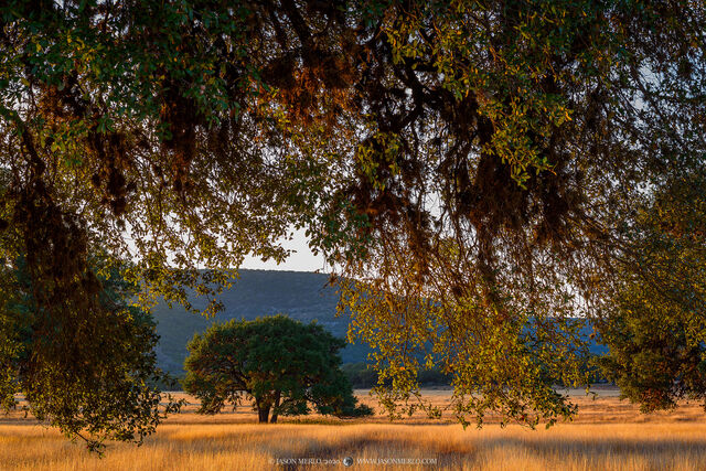 2020111206, Live oak at sunset