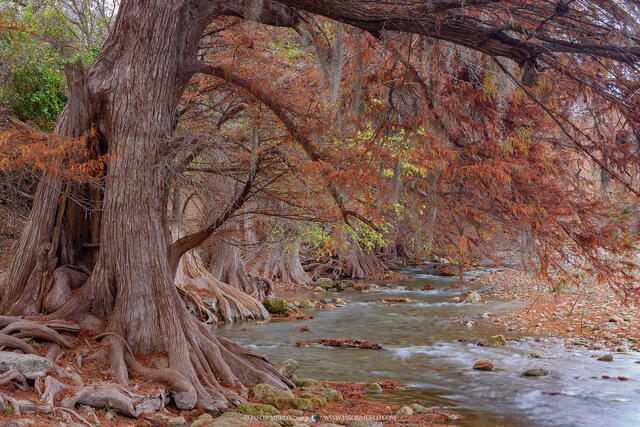 2023112303, Fall on the Guadalupe River