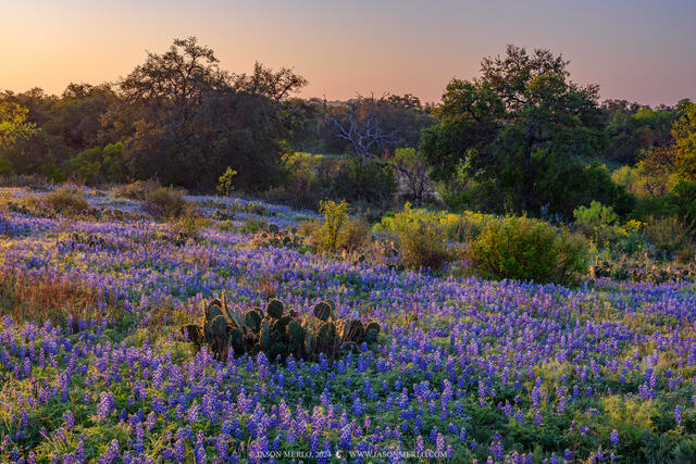 2024032209, Texas bluebonnets at sunrise