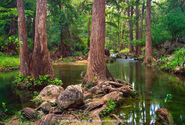 41COM00008, Cypress trees and boulders on Honey Creek