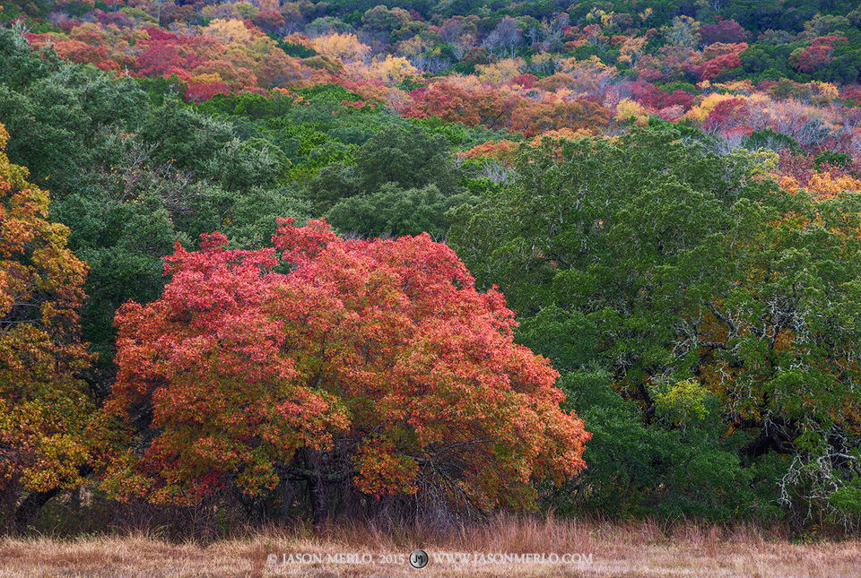 Texas Fall Color Images | Jason Merlo Photography