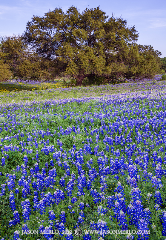 A field of Texas bluebonnets (Lupinus texensis)&nbsp;and a live oak tree (Quercus virginiana)&nbsp;in Llano County in the Texas...