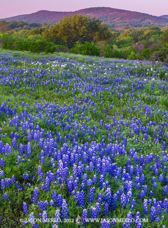 A field of Texas bluebonnets (Lupinus texensis)&nbsp;and white prickly poppies (Argemone albiflora)&nbsp;and hills in Llano County...