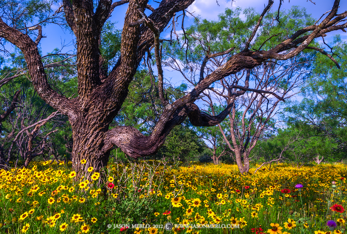 A field of coreopsis (Coreopsis basalis) and other wildflowers and a uniquely shaped mesquite tree (Prosopis glandulosa) along...