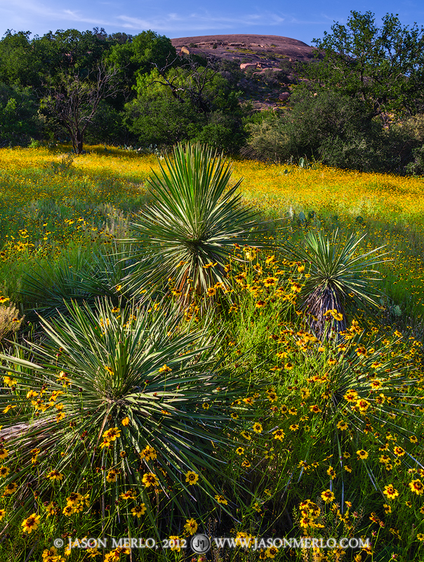 A small field of yucca (Yucca constricta) and coreopsis (Coreopsis basalis) under Enchanted Rock at Enchanted Rock State Natural...
