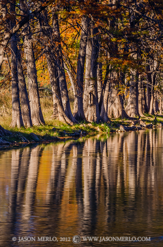 Cypress trees (Taxodium distichum) in fall color reflected in the East Frio River in Real County in the Texas Hill Country.