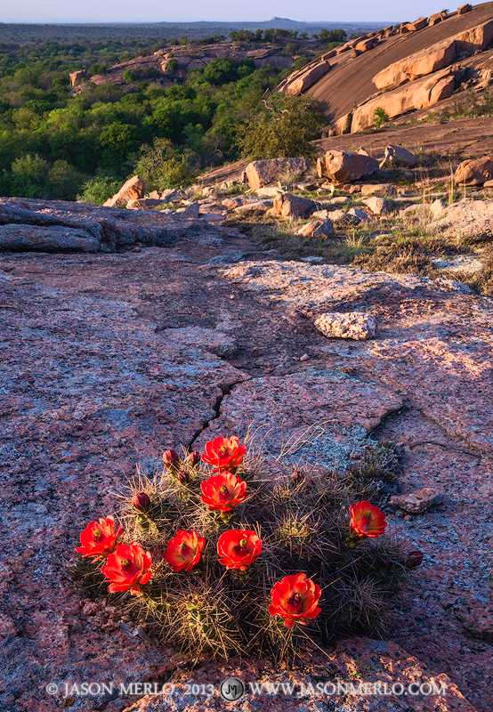 A claret cup cactus (Echinocereus triglochidiatus) in bloom growing on Little Rock at sunset at Enchanted Rock State Natural...