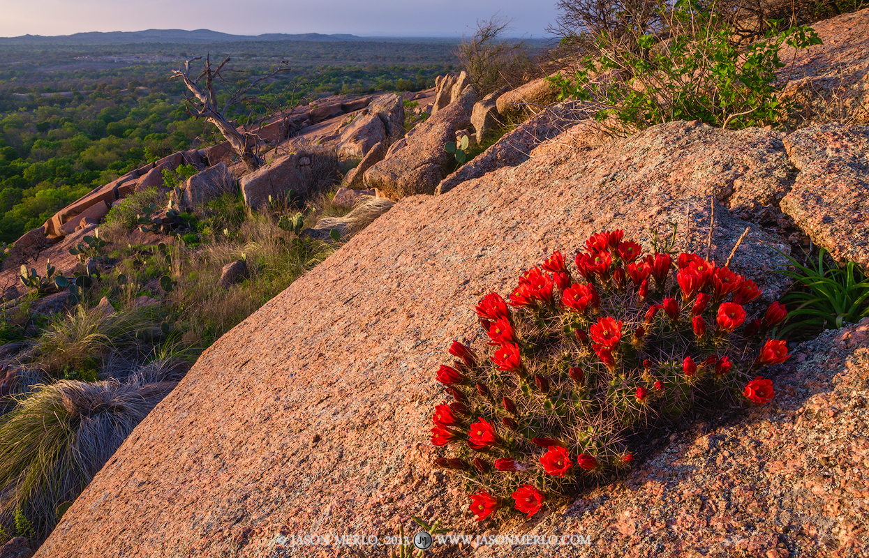 A claret cup cactus (Echinocereus triglochidiatus) in bloom growing in the crack of a boulder on Little Rock at sunset at Enchanted...