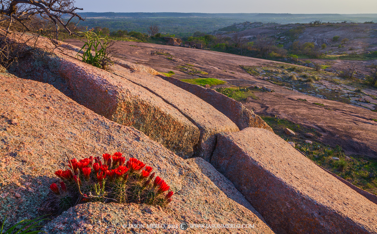 A claret cup cactus (Echinocereus triglochidiatus) in bloom growing in the crack between boulders on Little Rock at sunset at...