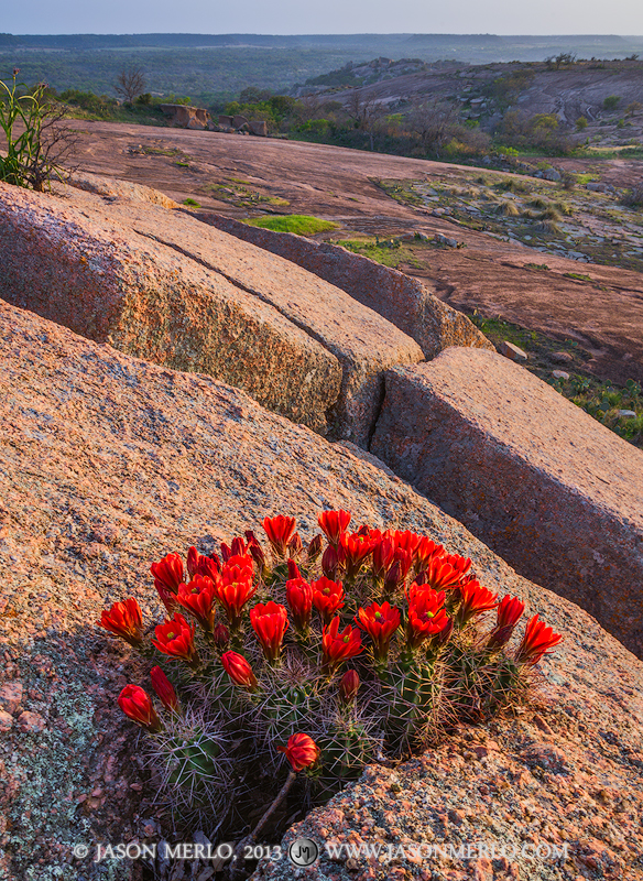 A claret cup cactus (Echinocereus triglochidiatus) in bloom growing in the crack between boulders on Little Rock at sunset at...