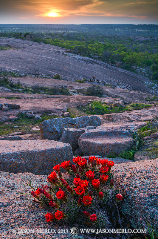 A claret cup cactus (Echinocereus triglochidiatus) in bloom growing in the crack between boulders on Little Rock at sunset at...