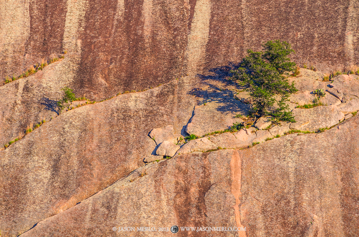 A tree growing in a crack on the side of Enchanted Rock at Enchanted Rock State Natural Area in Llano County in the Texas Hill...