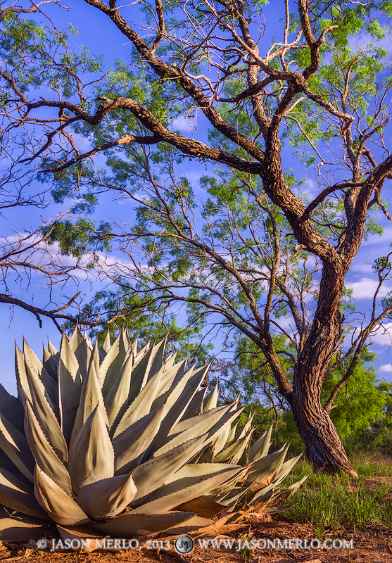 An agave (Agave havardiana) and mesquite tree (Prosopis glandulosa) in San Saba County in the Texas Cross Timbers.
