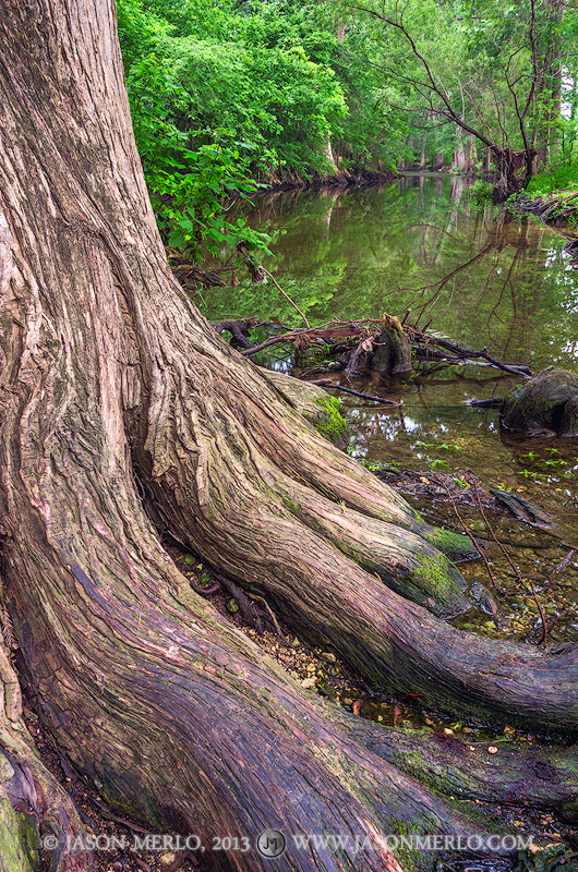 A cypress tree trunk and roots and a reflection in Cibolo Creek at Cibolo Nature Center in Boerne in the&nbsp;Texas Hill Country...