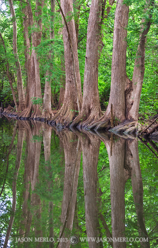 Cypress trees reflected in Cibolo Creek at Cibolo Nature Center in Boerne in the&nbsp;Texas Hill Country.