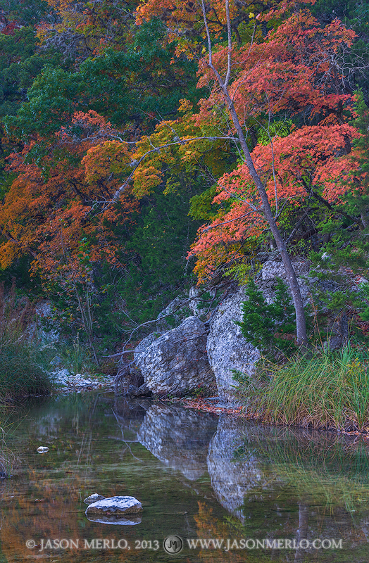 Bigtooth maple trees (Acer grandidentatum) in fall color and boulders on the Sabinal River at Lost Maples State Natural Area...