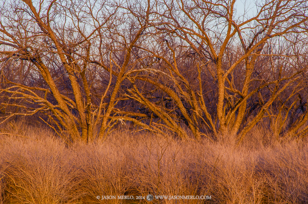 Mesquite trees (Prosopis glandulosa) and bee brush (Aloysia gratissima) at sunset in San Saba County in the Texas Cross Timbers...