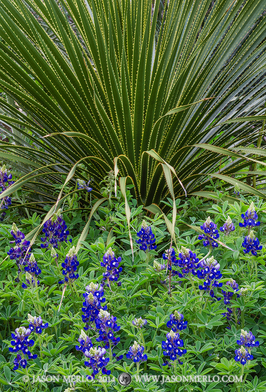 Texas sotol (Dasylirion texanum) and Texas bluebonnets (Lupinus texensis) at the University of Texas in Austin, Texas.