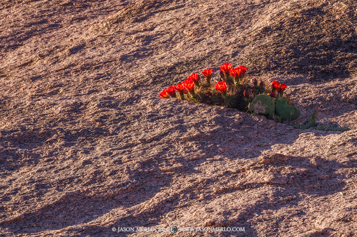 A blooming claret cup cactus (Echinocereus triglochidiatus) grows in an exfoliation crack on Buzzard's Roost at Enchanted Rock...