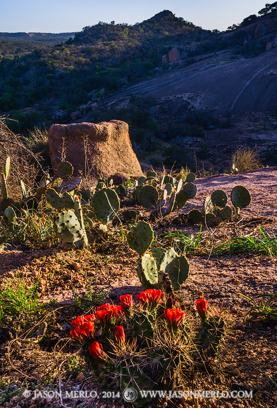 A blooming claret cup cactus (Echinocereus triglochidiatus)&nbsp;grows on Buzzard's Roost at Enchanted Rock State Natural Area...