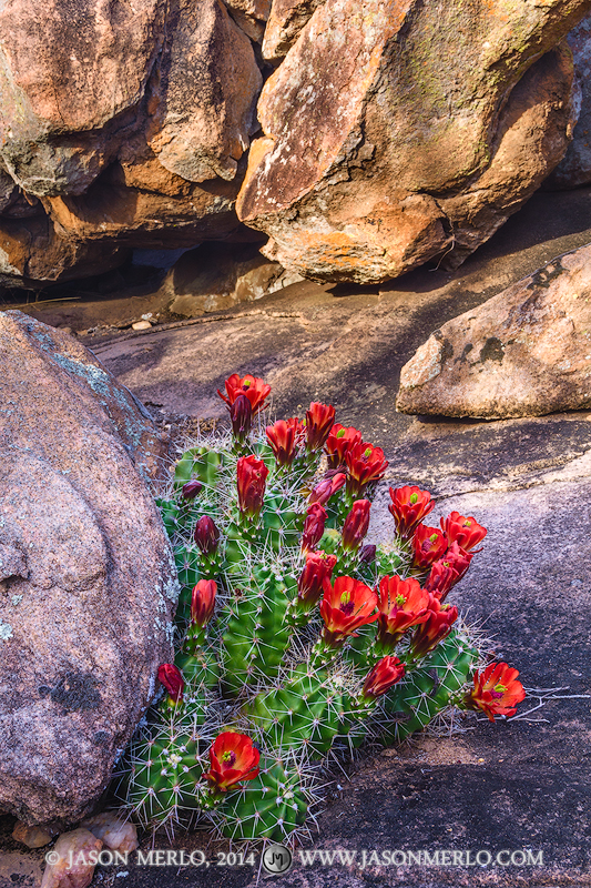 A claret cup cactus (Echinocereus triglochidiatus)&nbsp;in bloom among boulders at Inks Lake State Park in Burnet County in the...