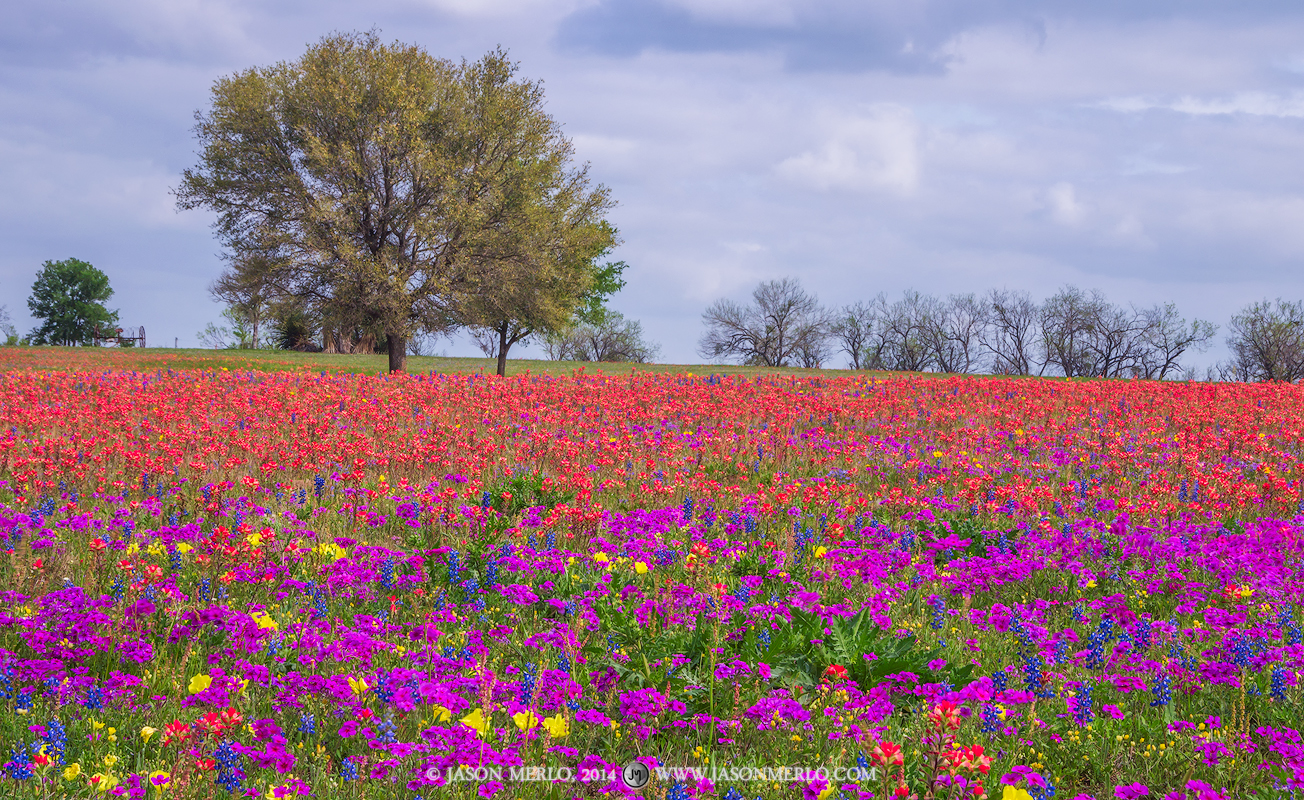 A field of phlox (Phlox drummondii), Texas paintbrushes (Castilleja indivisa), sandyland bluebonnets (Lupinus subcarnosus), and...