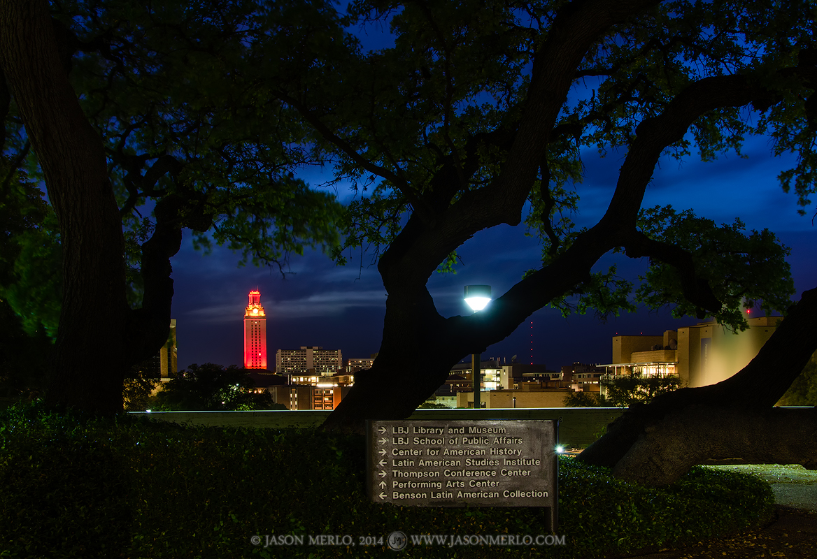 The Tower lit orange through a trio of live oak trees (Quercus virginiana) at dusk at the University of Texas in Austin, Texas...
