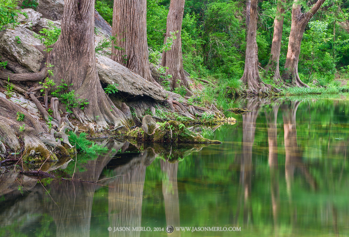 Cypress trees reflected in Onion Creek at McKinney Falls State Park in Austin in the Texas Hill Country.