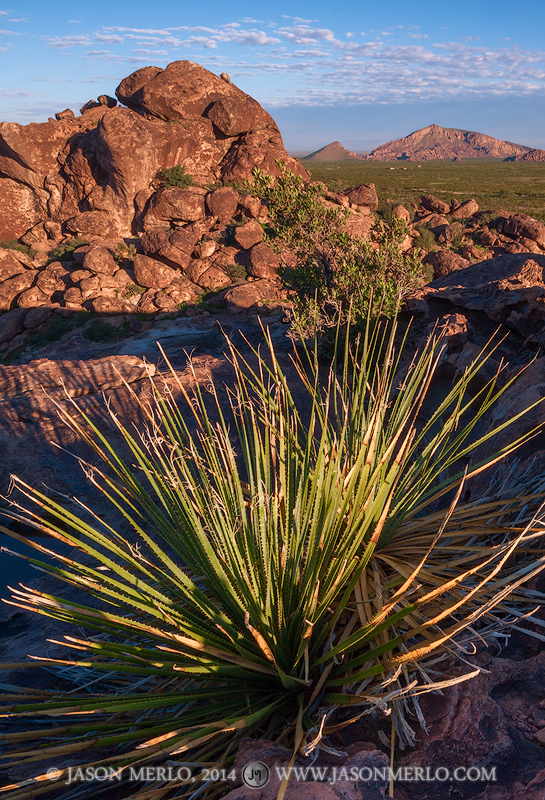 Sotol (Dasylirion texanum)&nbsp;on North Mountain with mountains in the distance at Hueco Tanks State Park and Historic Site...