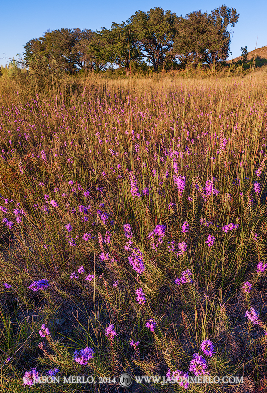 Last light on a field of gayfeather (Liatris mucronata)&nbsp;and a motte of live oak trees (Quercus virginiana)&nbsp;at the Doeskin...