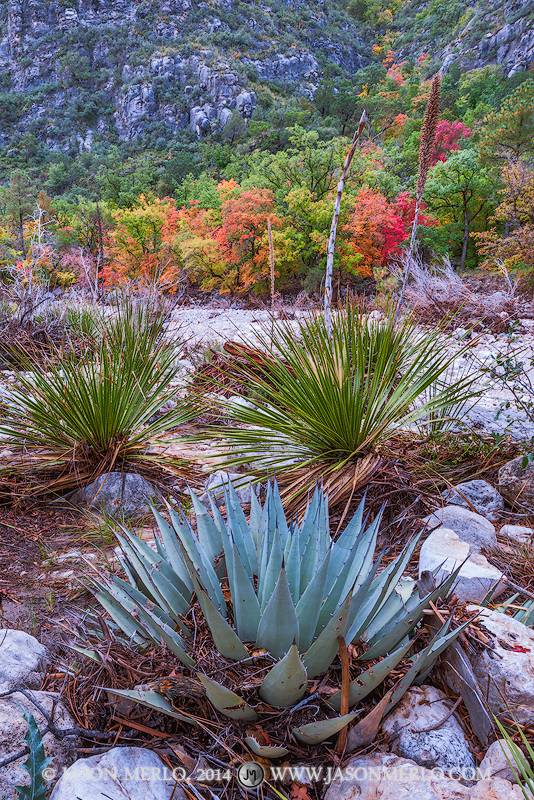 Agave (Agave havardiana), sotol (Dasylirion texanum), and bigtooth maple trees (Acer grandidentatum) in fall color in McKittrick...