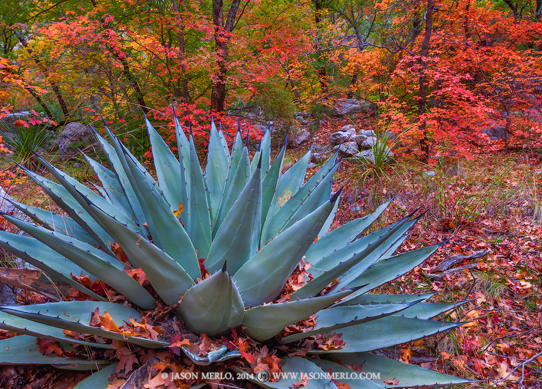 Agave (Agave havardiana)&nbsp;and bigtooth maple trees (Acer grandidentatum)&nbsp;in fall color at Guadalupe Mountains National...