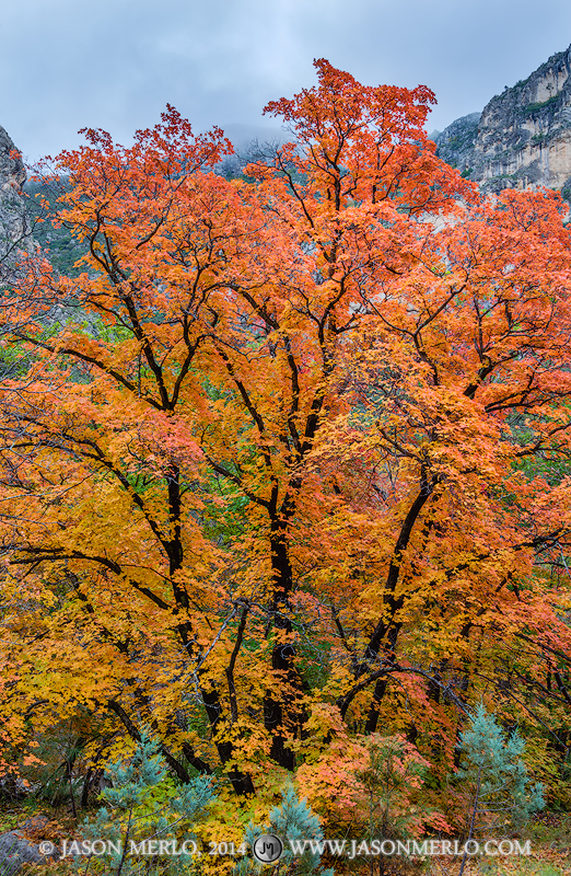 Bigtooth maple tree (Acer grandidentatum)&nbsp;in fall color under fog covered cliffs in McKittrick Canyon at Guadalupe Mountains...