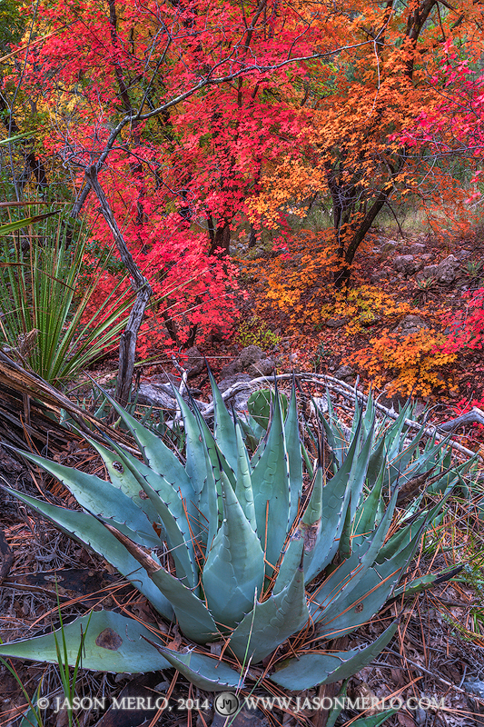 An agave (Agave havardiana) and bigtooth maple trees (Acer grandidentatum)&nbsp;in fall color in McKittrick Canyon at Guadalupe...