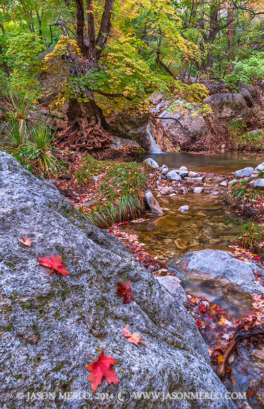 Fallen maple (Acer grandidentatum) leaves on a boulder and a waterfall at Smith Spring at Guadalupe Mountains National Park in...
